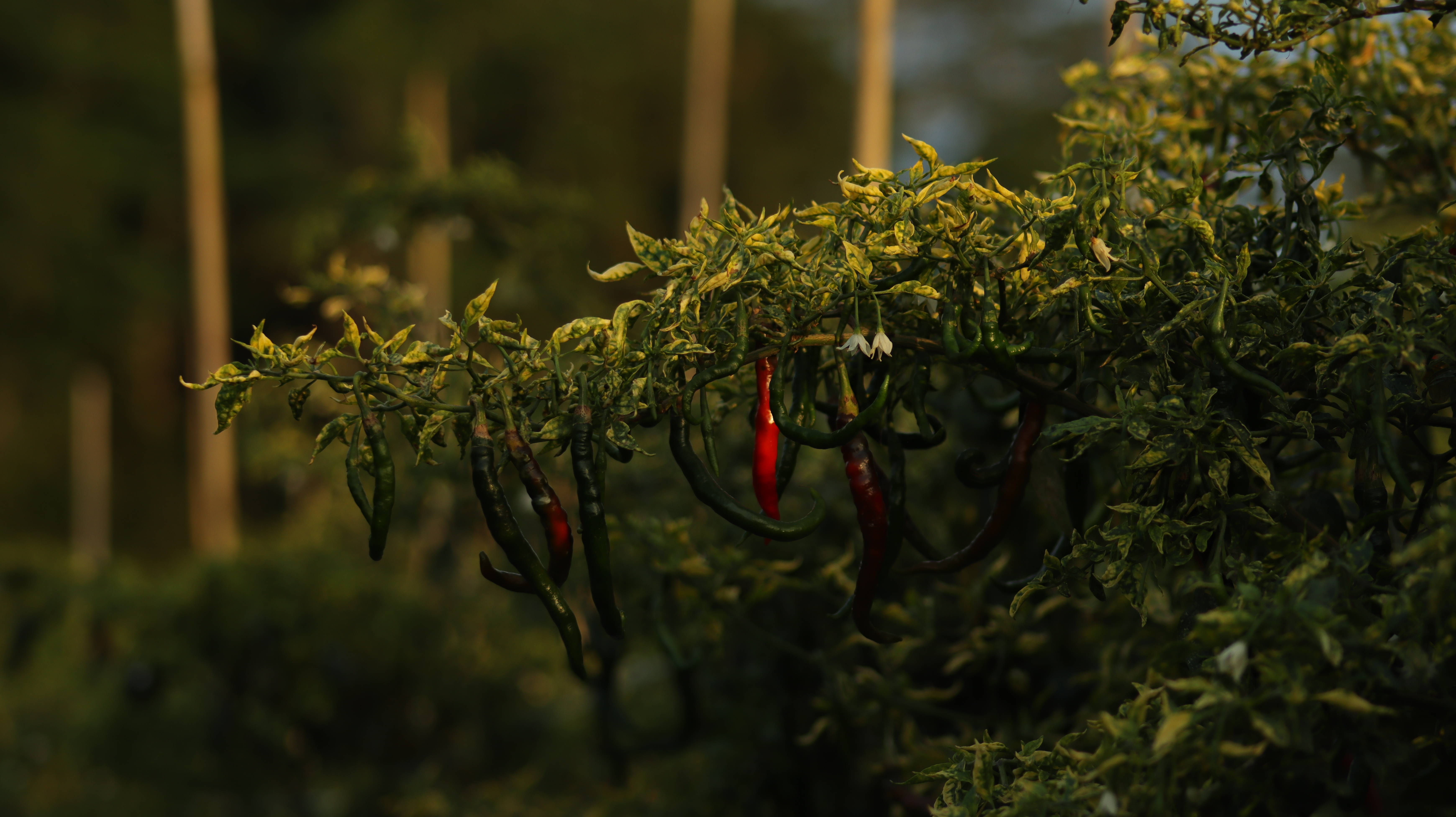 Kebun Cabe