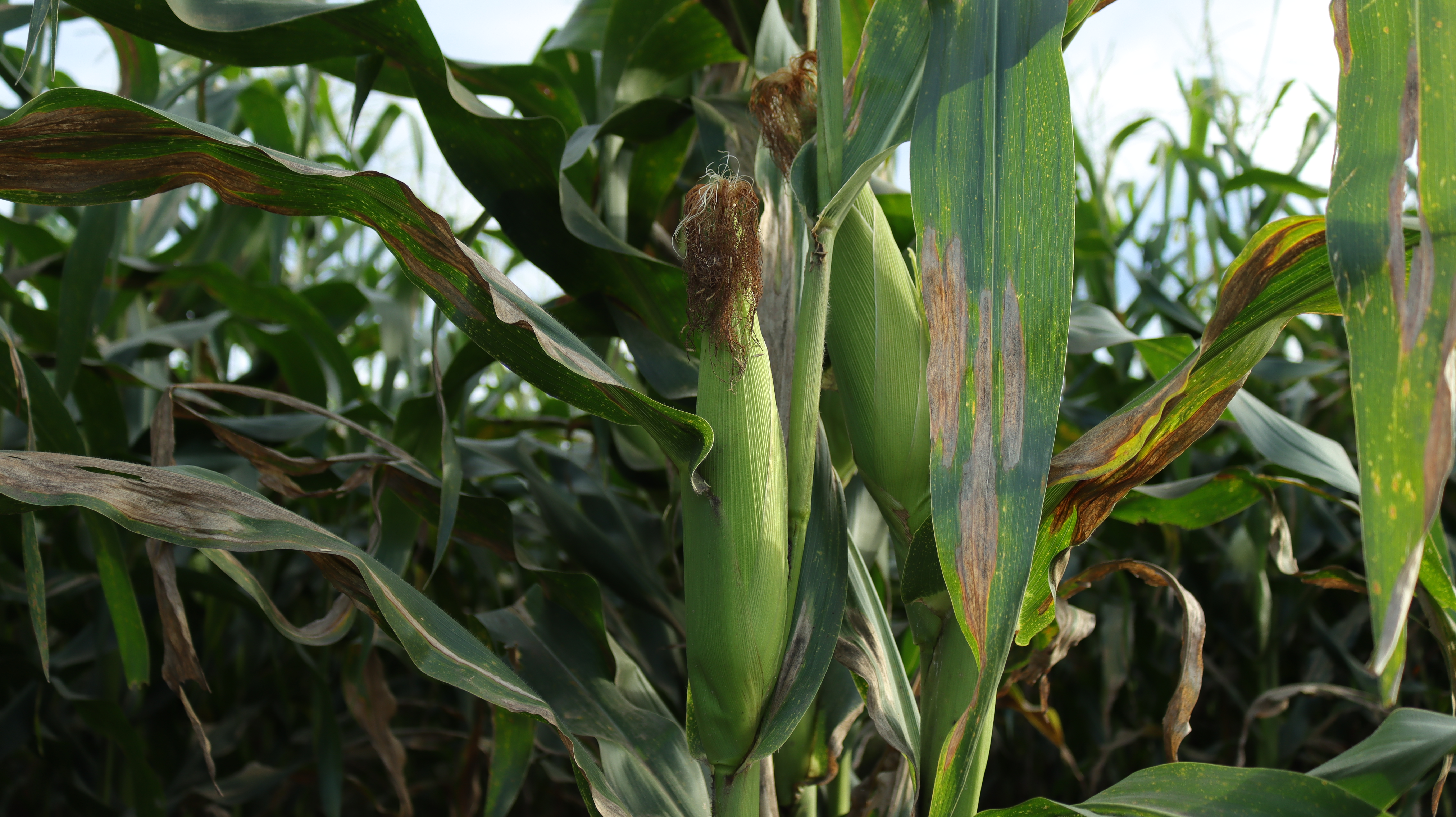 Panen Jagung