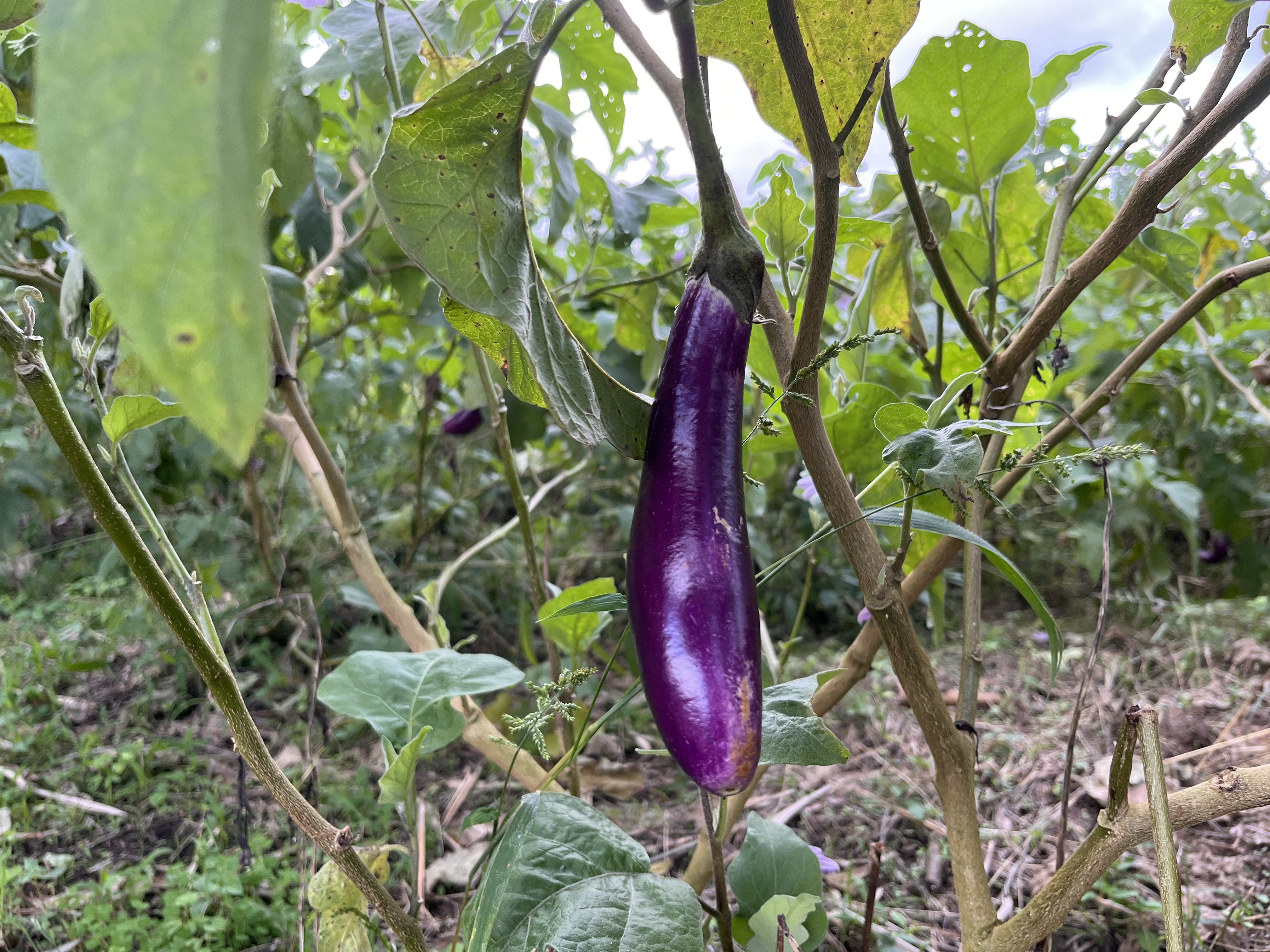 Kebun Terong