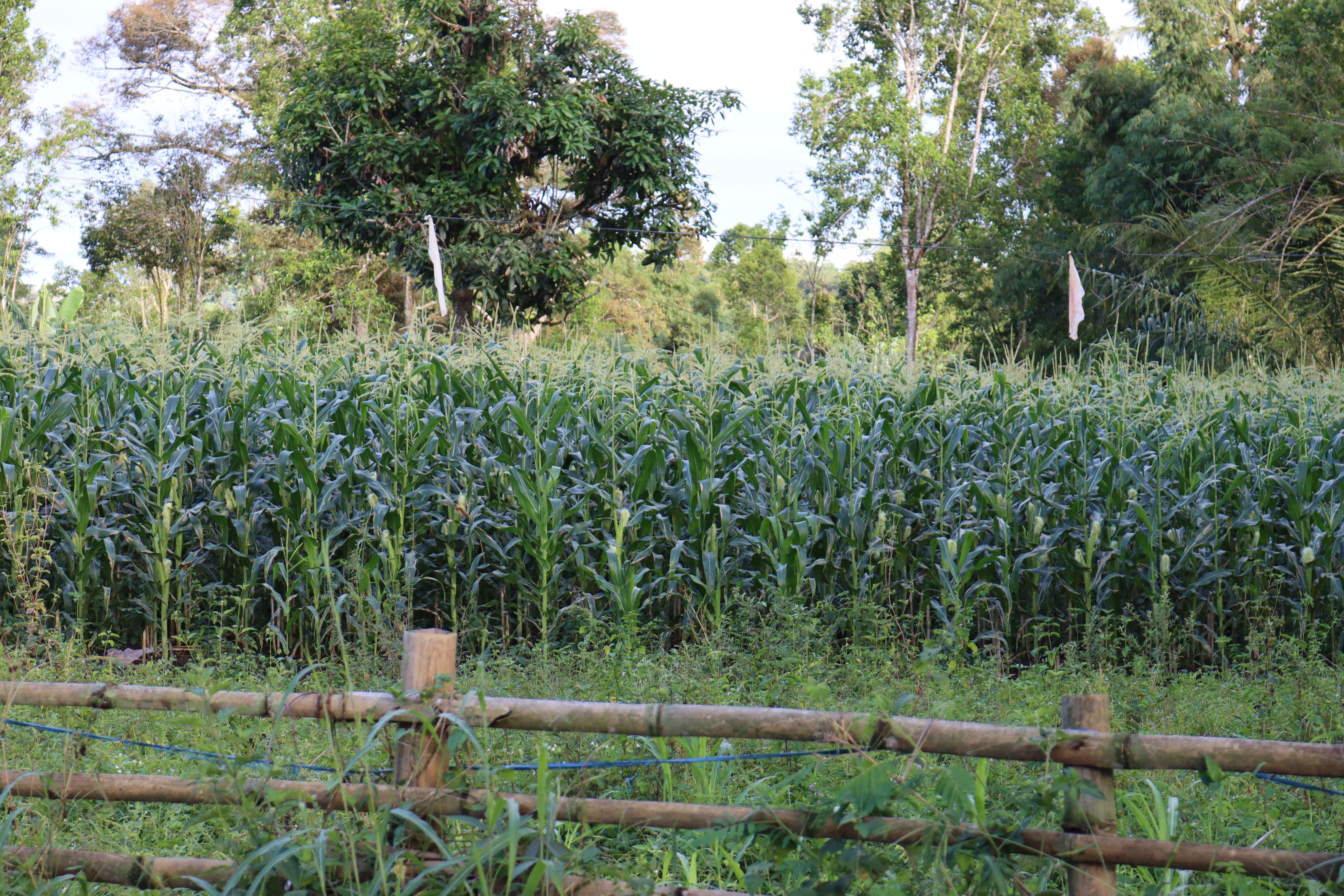 Jagung Segar